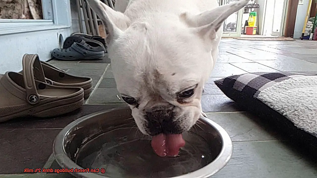 Can French bulldogs drink 2% milk-4