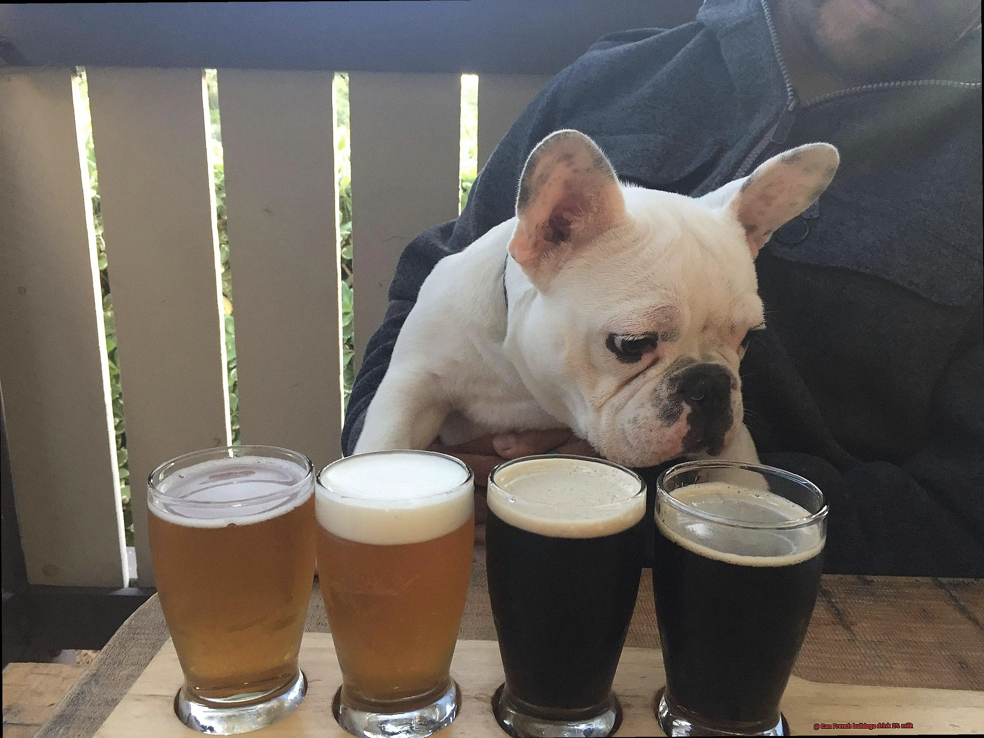 Can French bulldogs drink 2% milk-5