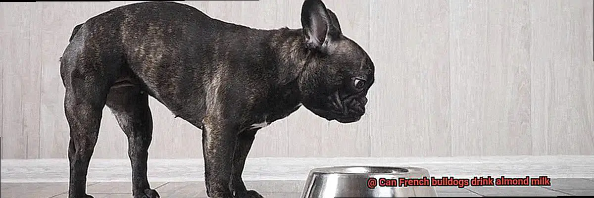 Can French bulldogs drink almond milk-3