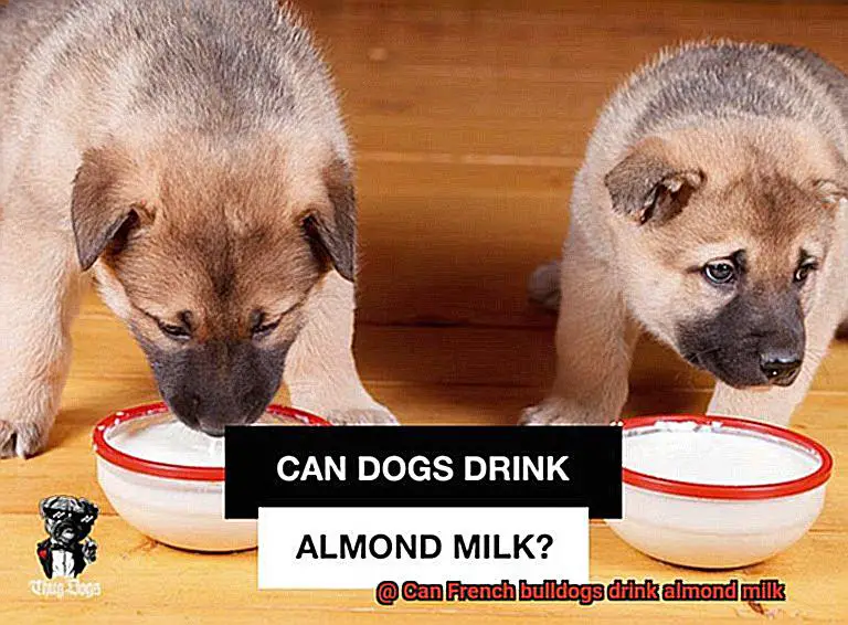 Can French bulldogs drink almond milk-5