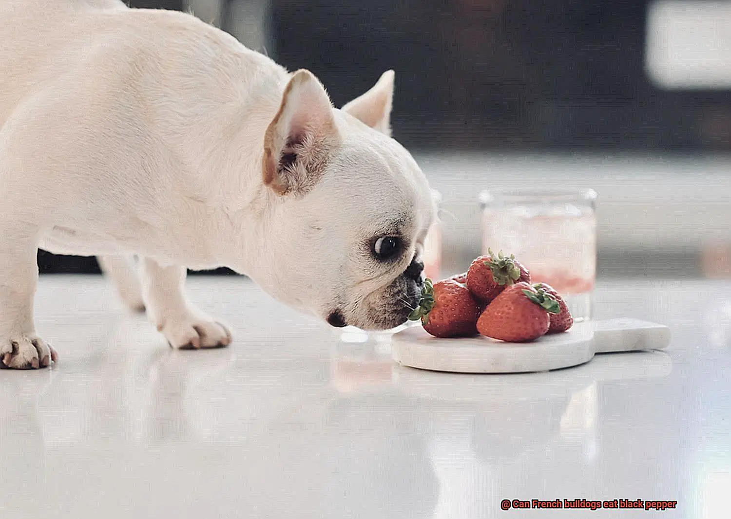 Can French bulldogs eat black pepper-2
