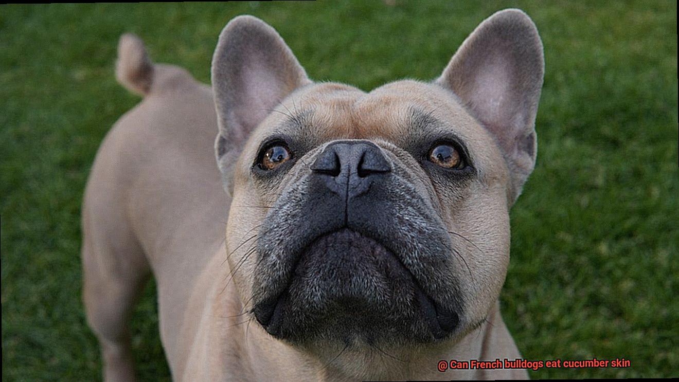 Can French bulldogs eat cucumber skin-4