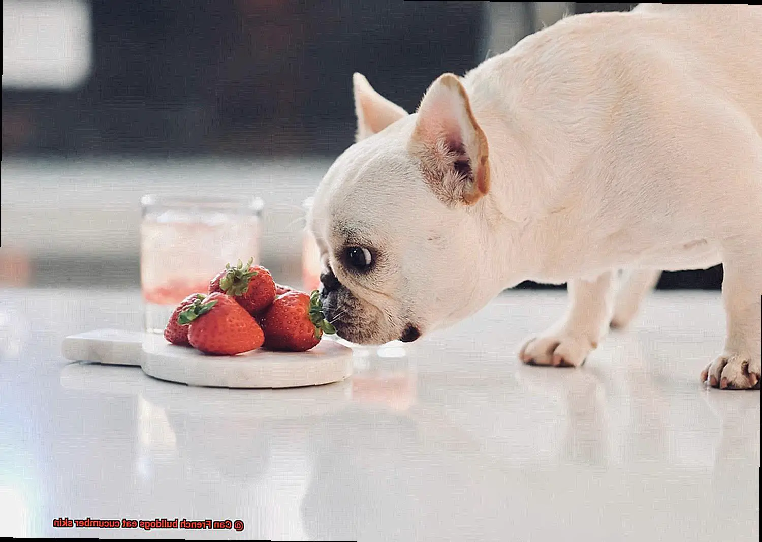 Can French bulldogs eat cucumber skin-5