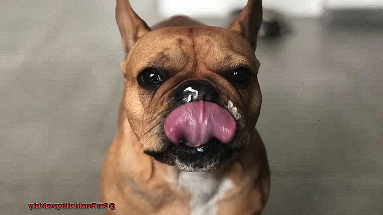 Can French bulldogs eat dairy-5