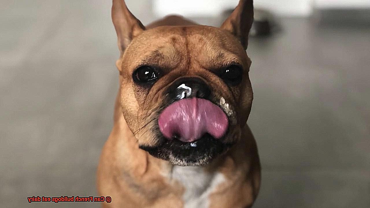 Can French bulldogs eat dairy-5