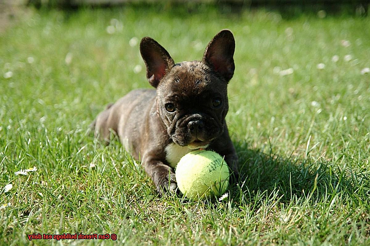 Can French bulldogs eat dairy-6