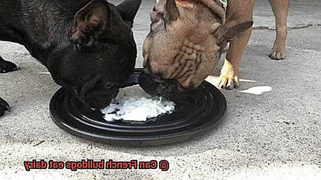 Can French bulldogs eat dairy-2