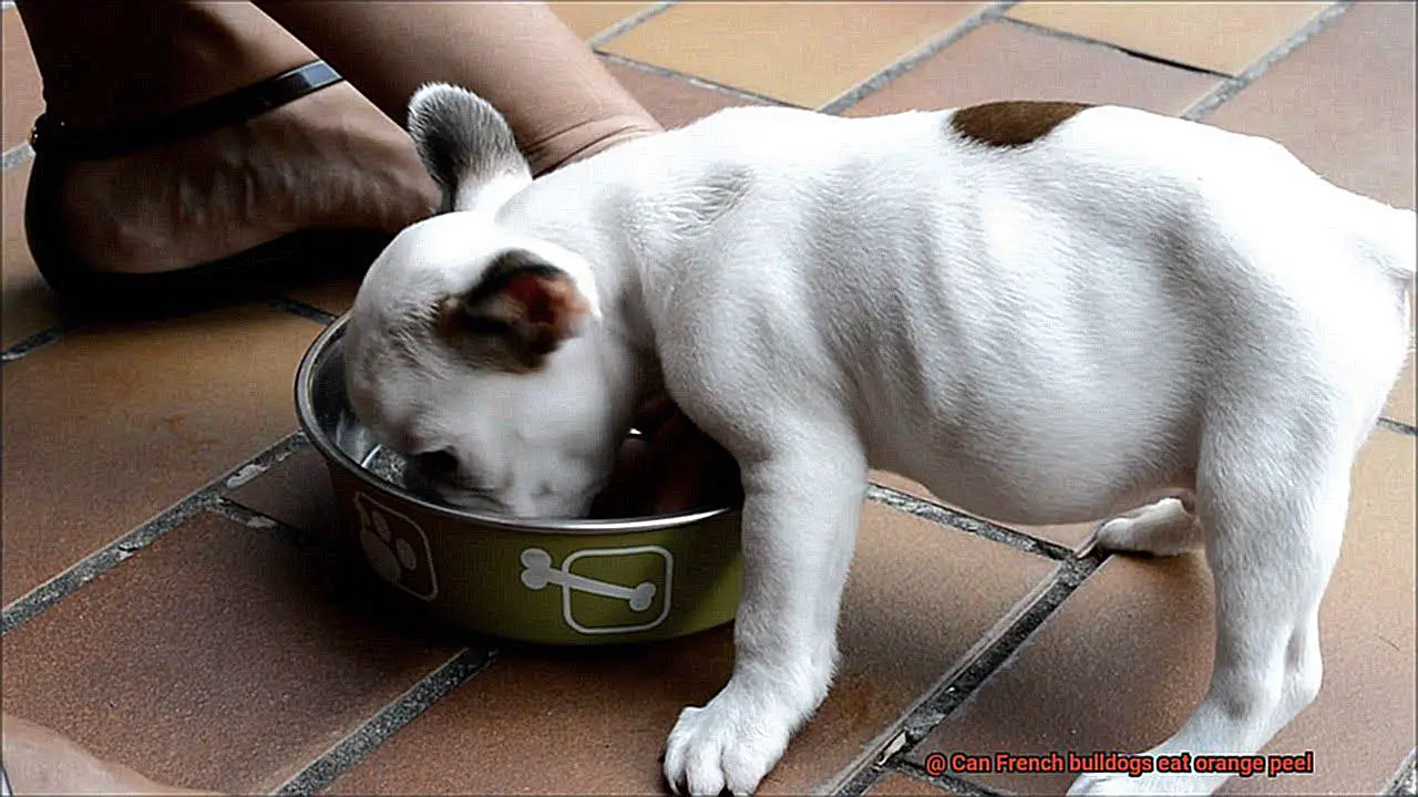 Can French bulldogs eat orange peel-4