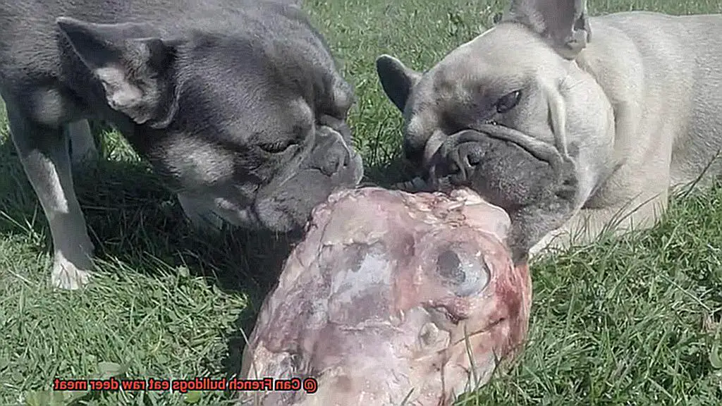 Can French bulldogs eat raw deer meat-6