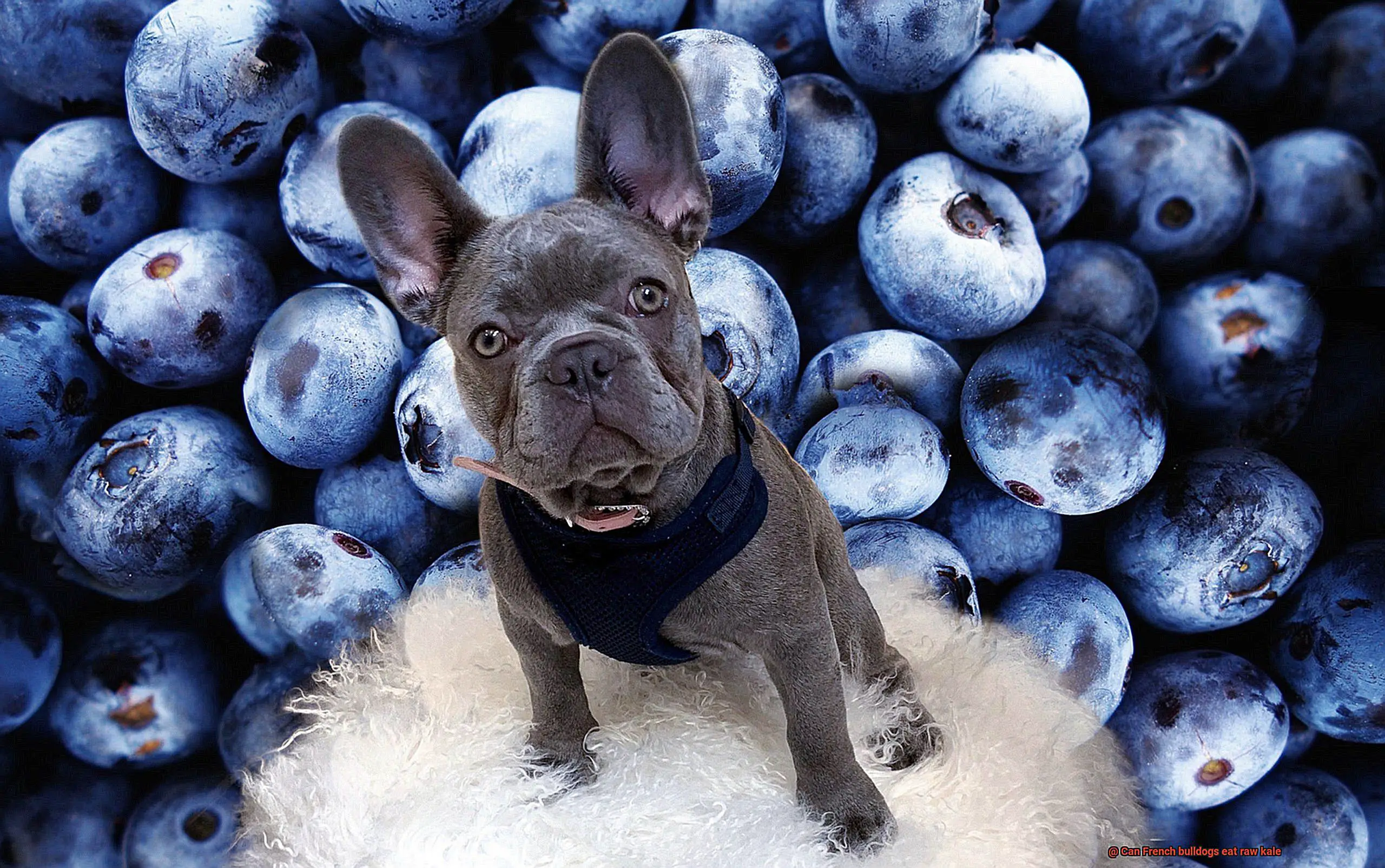 Can French bulldogs eat raw kale-5