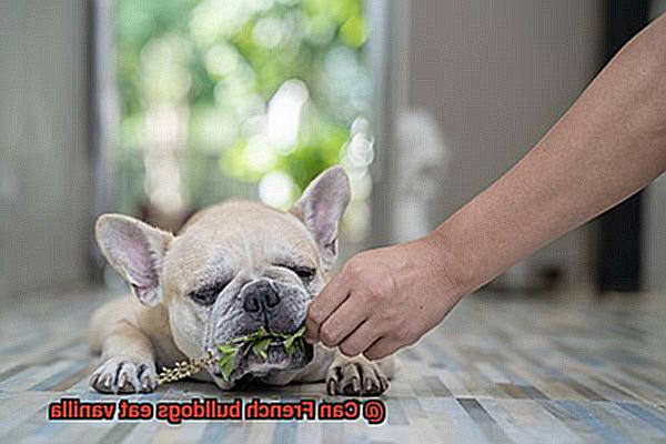 Can French bulldogs eat vanilla-5