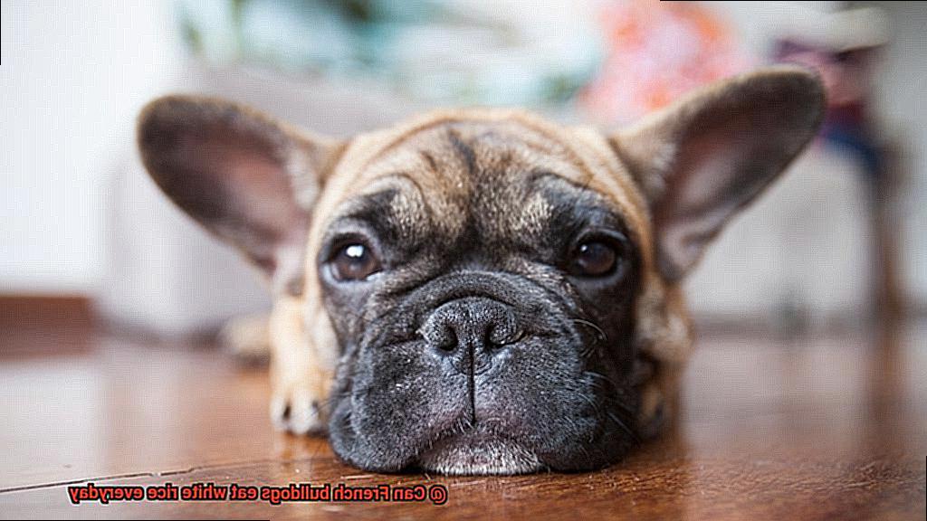 Can French bulldogs eat white rice everyday-2