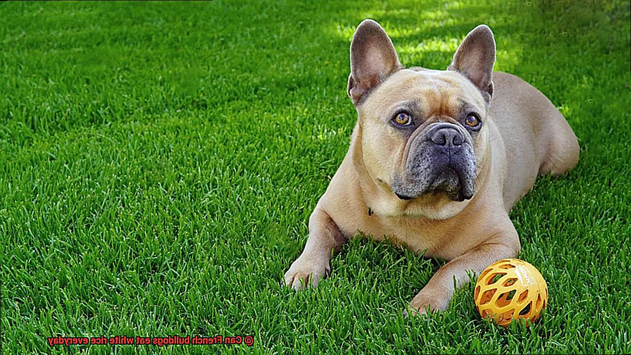 Can French bulldogs eat white rice everyday-3