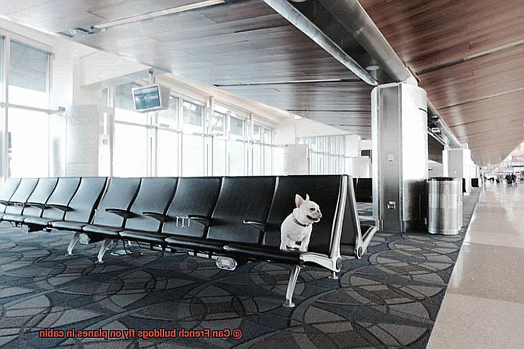 Can French bulldogs fly on planes in cabin-3