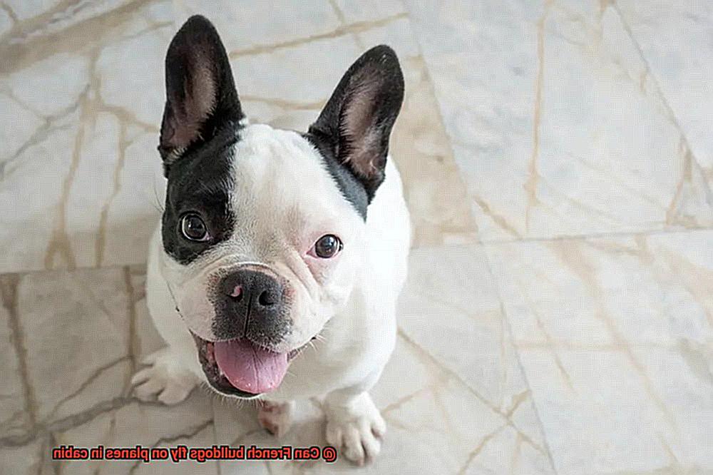Can French bulldogs fly on planes in cabin-2