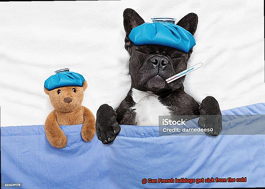 Can French bulldogs get sick from the cold-2