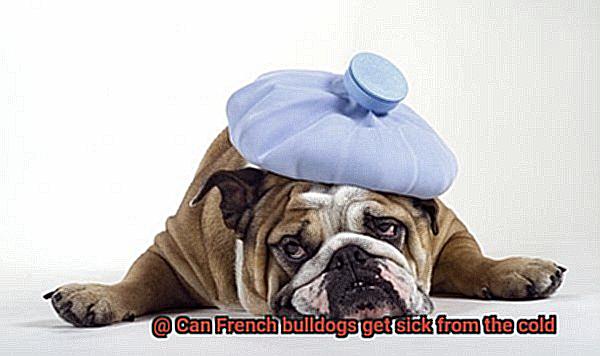 Can French bulldogs get sick from the cold-4