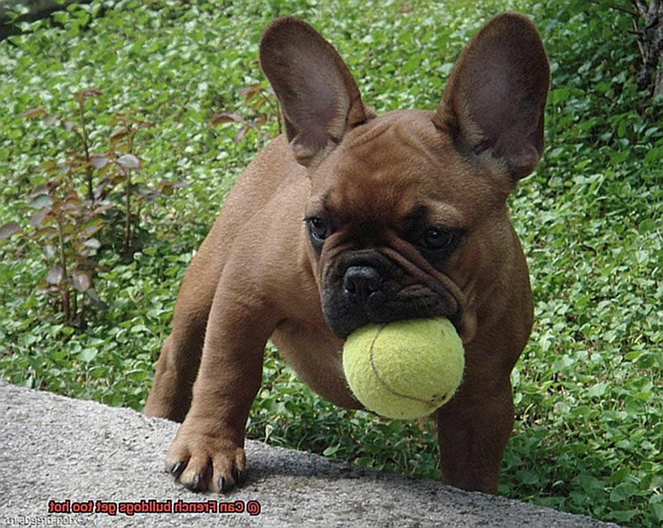 Can French bulldogs get too hot-6