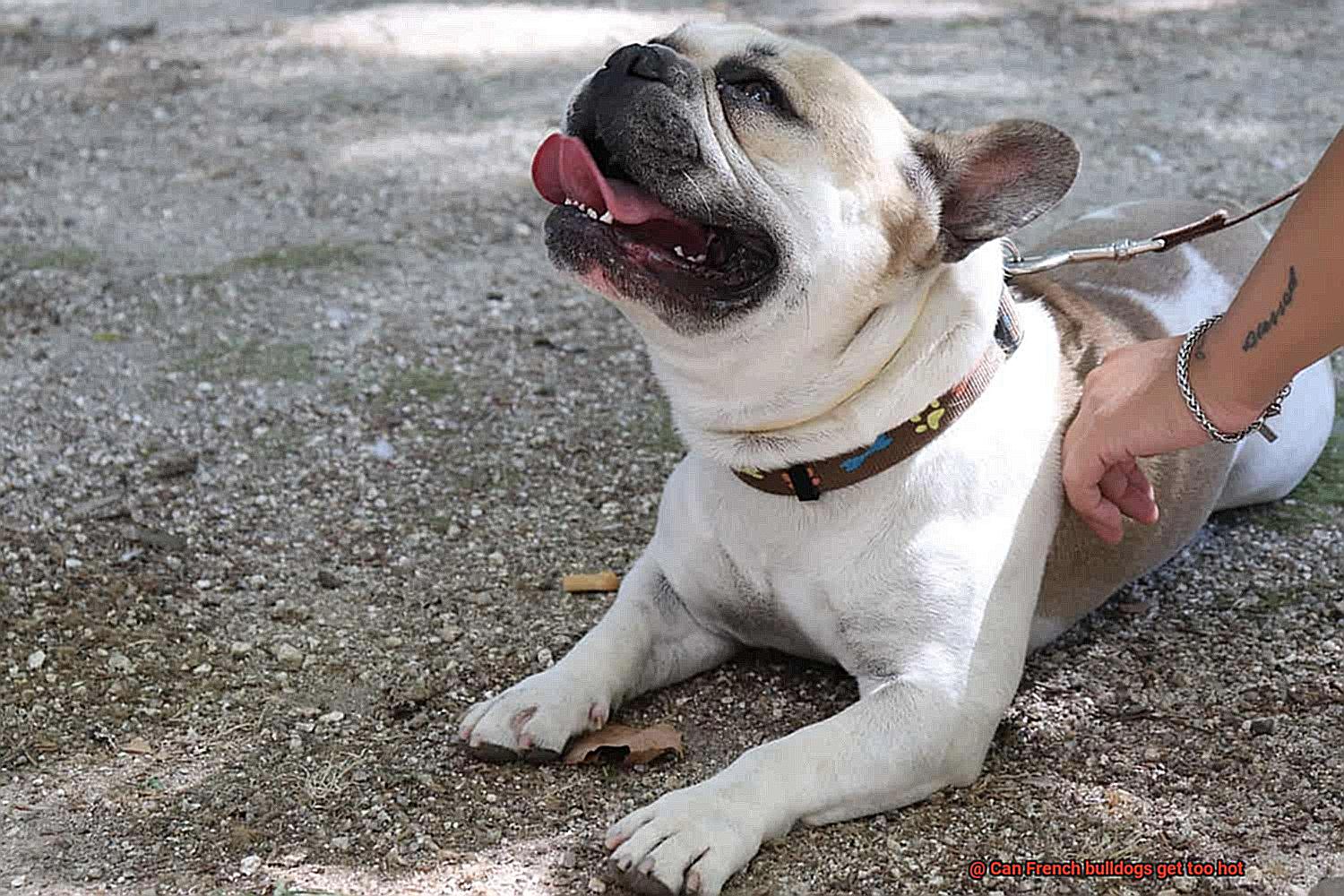 Can French bulldogs get too hot-7