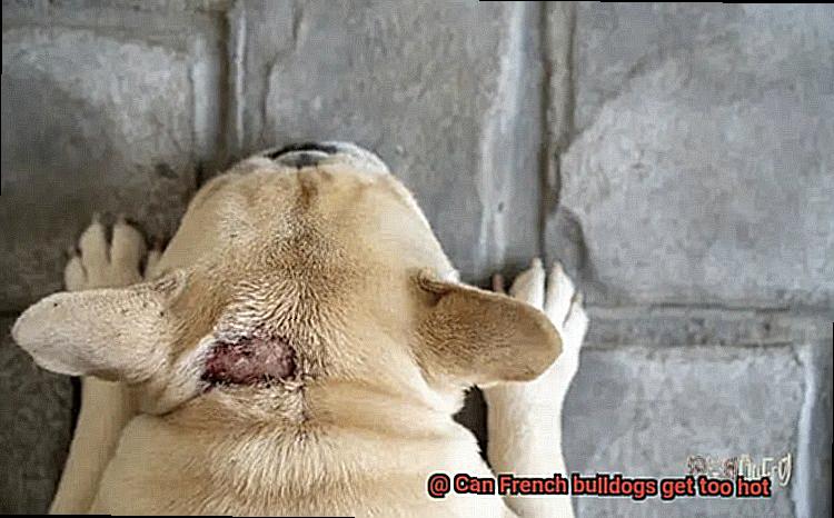 Can French bulldogs get too hot-3