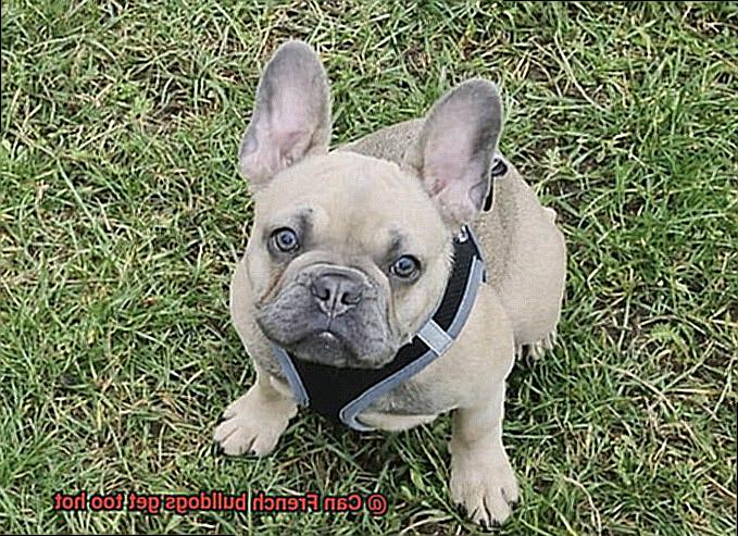 Can French bulldogs get too hot-5