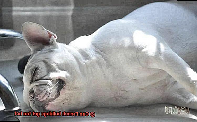 Can French bulldogs get too hot-4