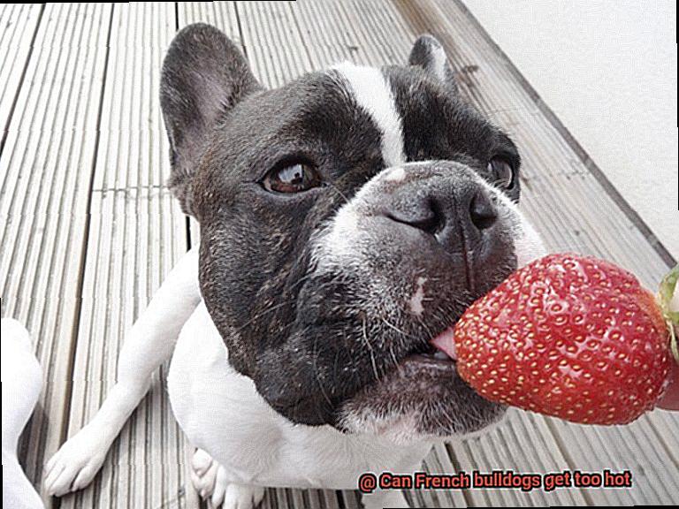 Can French bulldogs get too hot-2