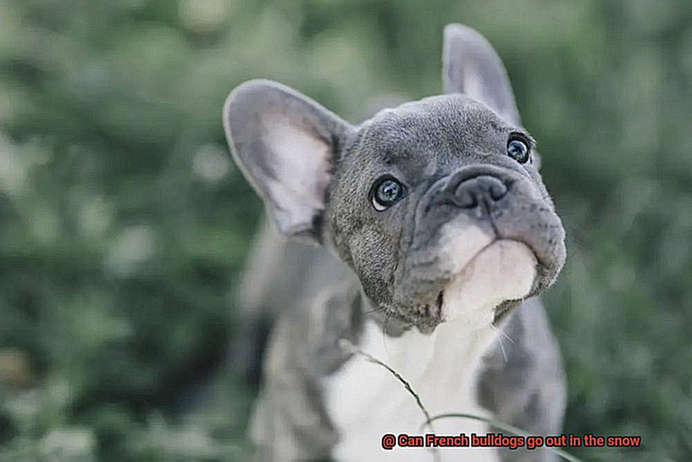 Can French bulldogs go out in the snow-2