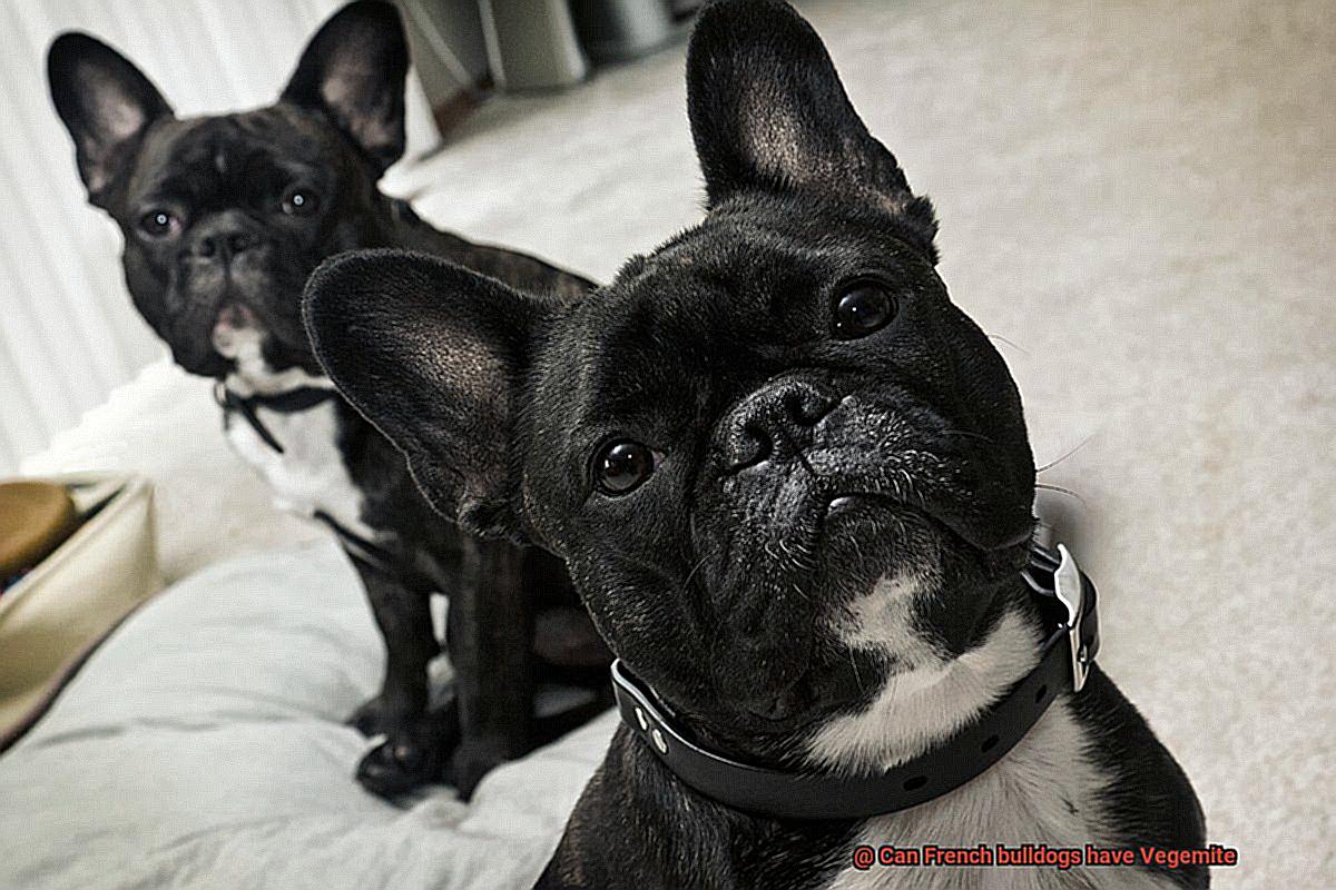 Can French bulldogs have Vegemite-3
