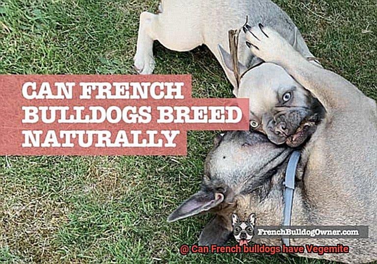 Can French bulldogs have Vegemite-2