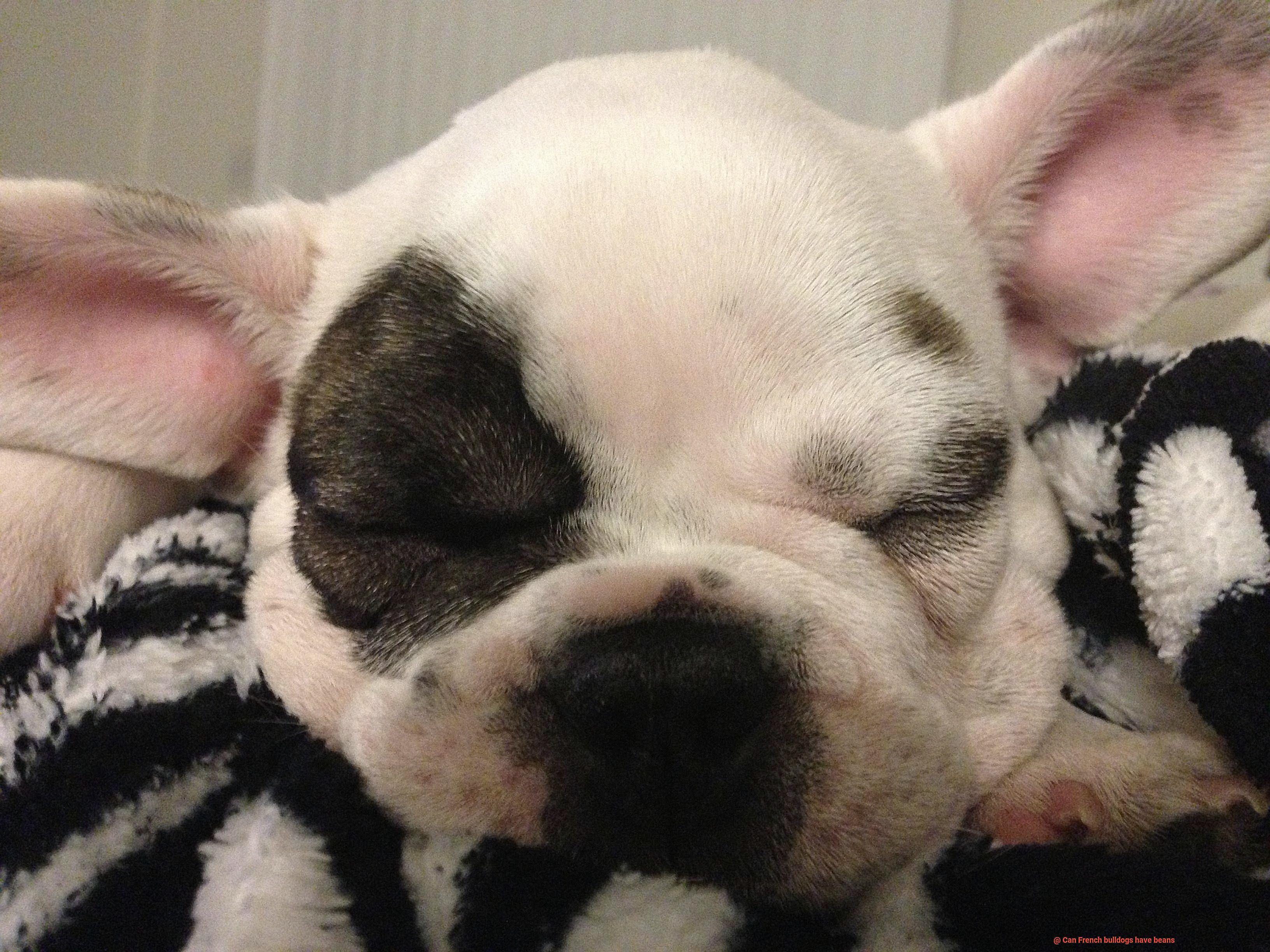 Can French bulldogs have beans-2