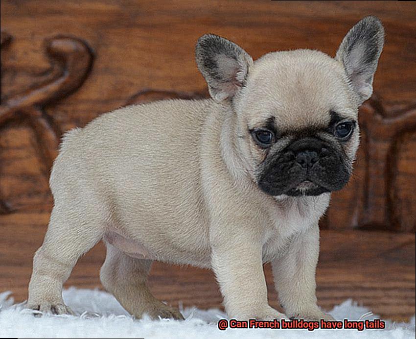 Can French bulldogs have long tails-4