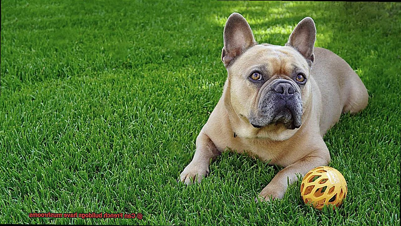 Can French bulldogs have mushrooms-4