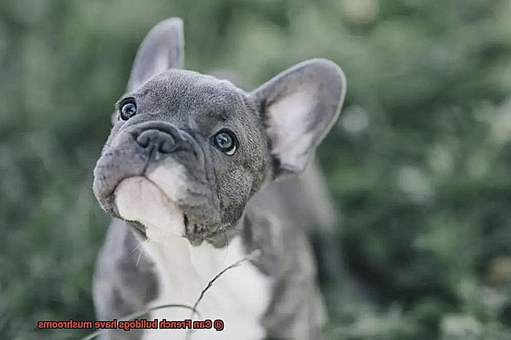 Can French bulldogs have mushrooms-3