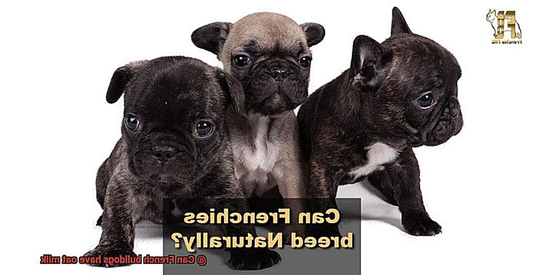 Can French bulldogs have oat milk-2