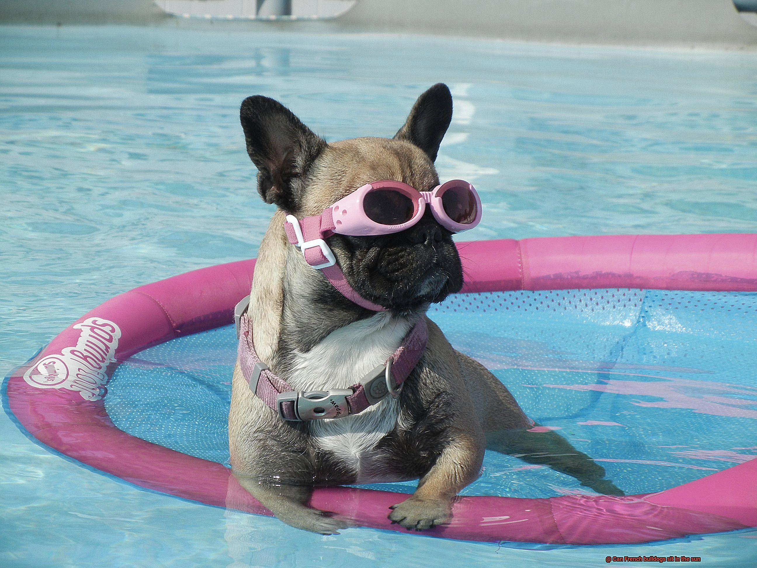 Can French bulldogs sit in the sun-2