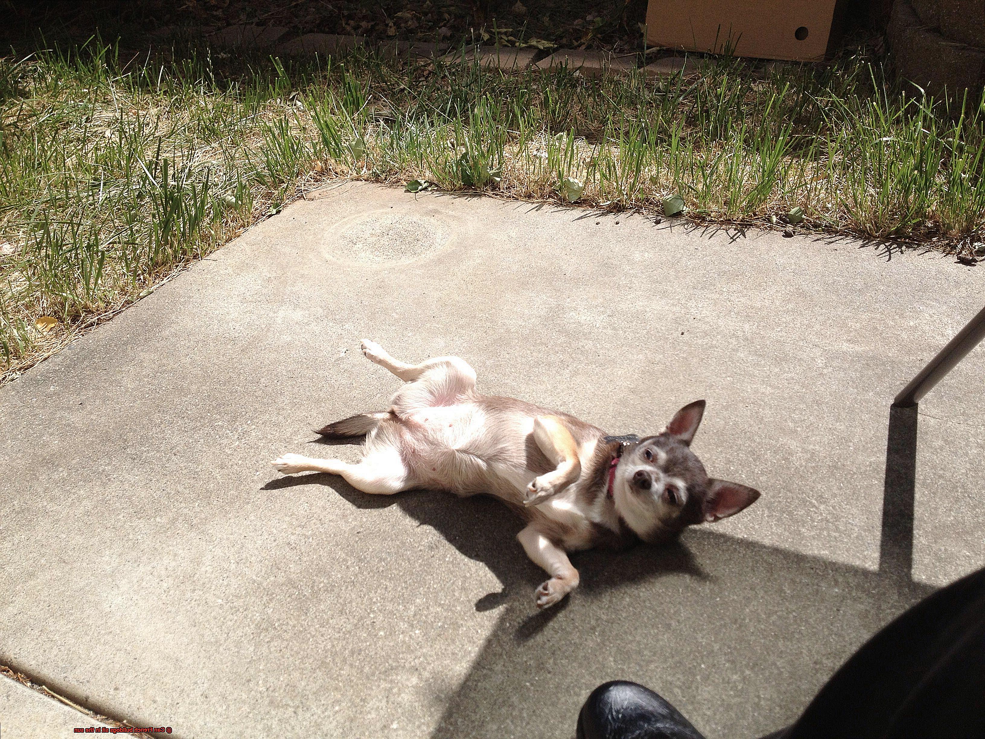 Can French bulldogs sit in the sun-3