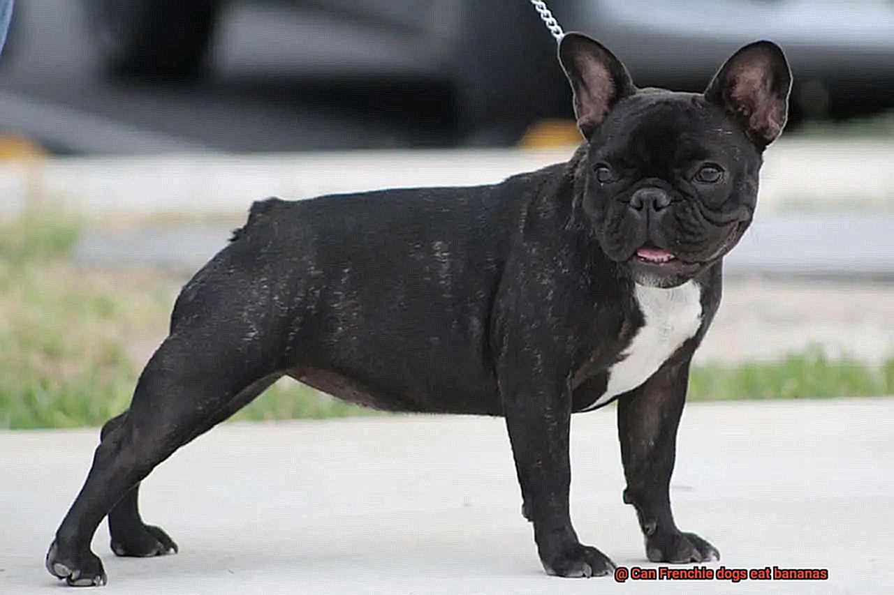 Can Frenchie dogs eat bananas-2