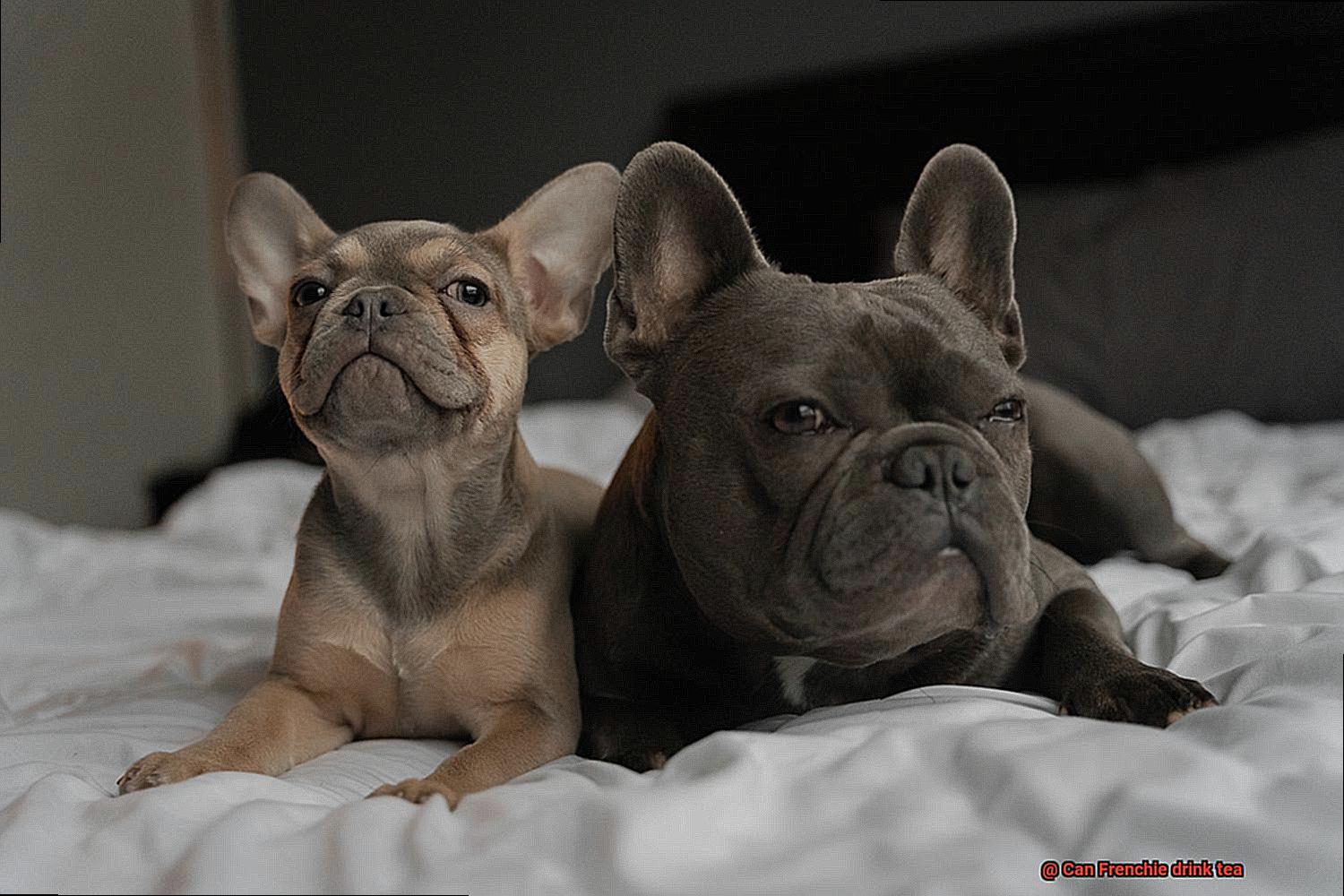 Can Frenchie drink tea-3
