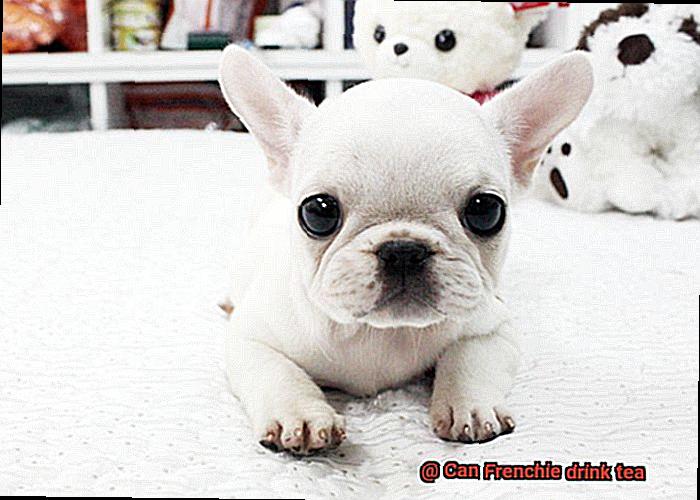 Can Frenchie drink tea-4