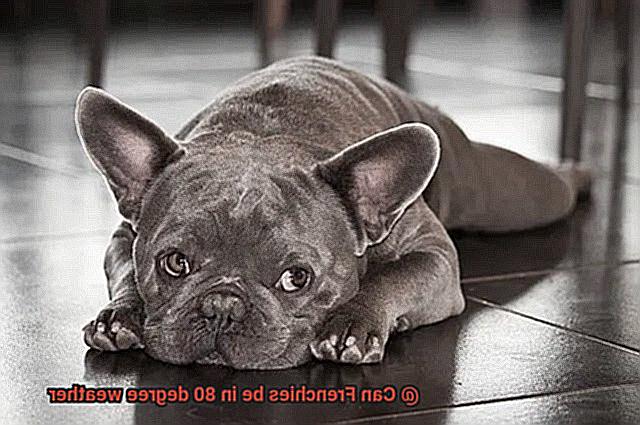 Can Frenchies be in 80 degree weather-6