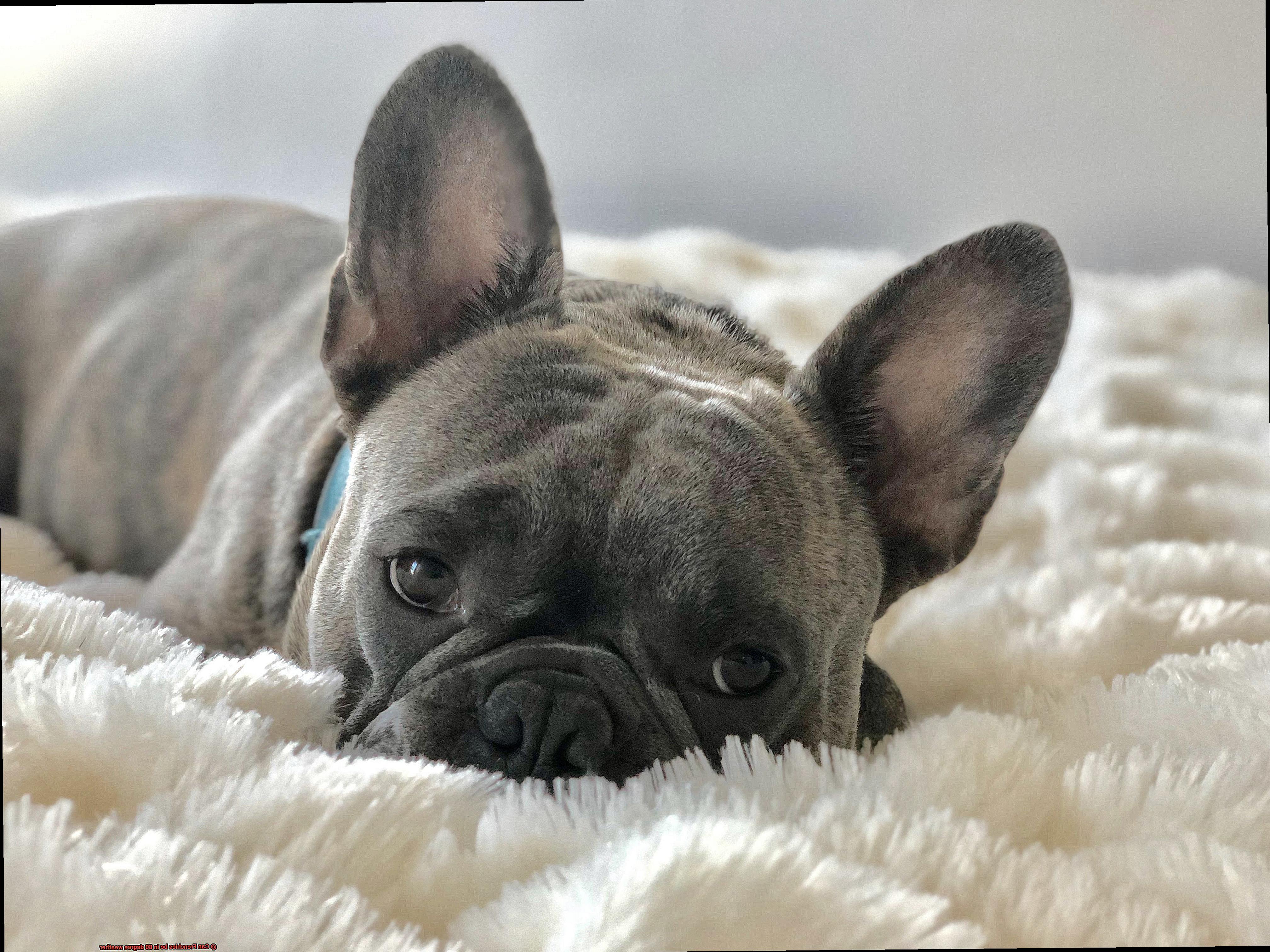 Can Frenchies be in 80 degree weather-4