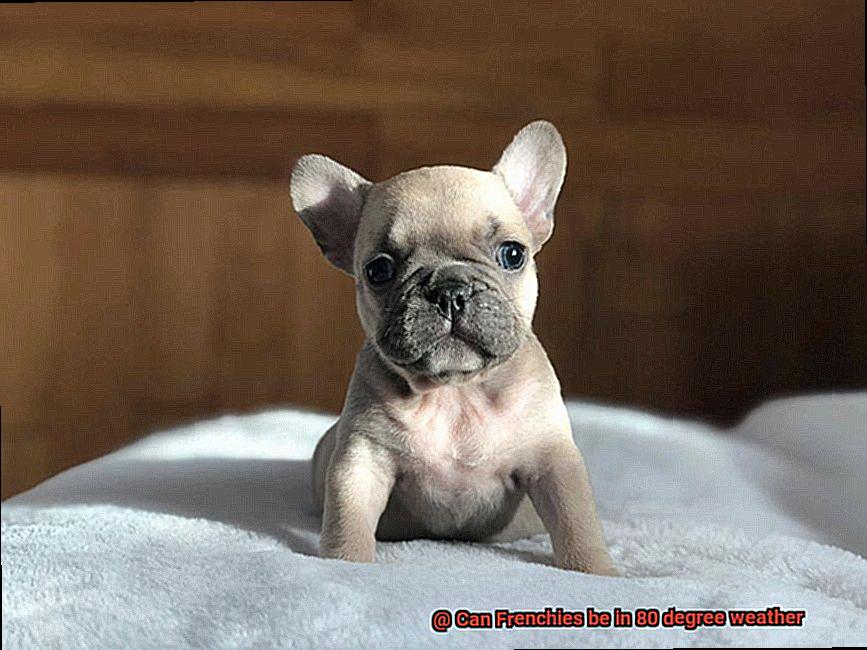 Can Frenchies be in 80 degree weather-5