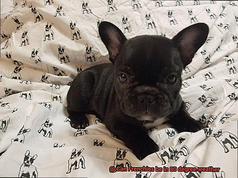Can Frenchies be in 80 degree weather-2