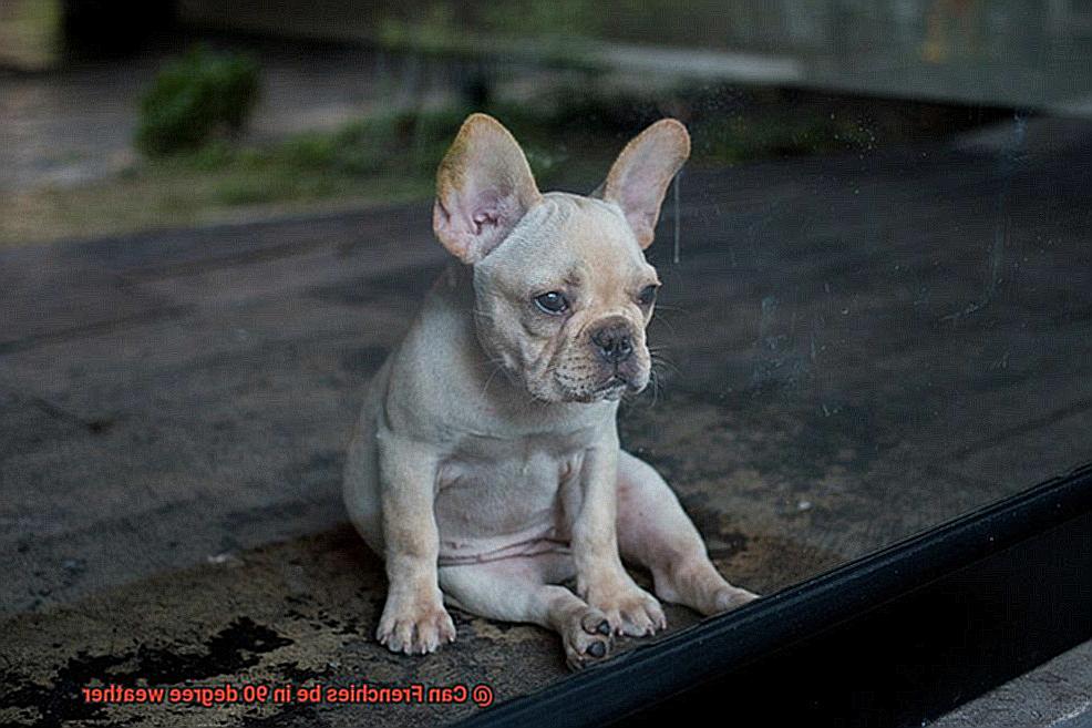 Can Frenchies be in 90 degree weather-5