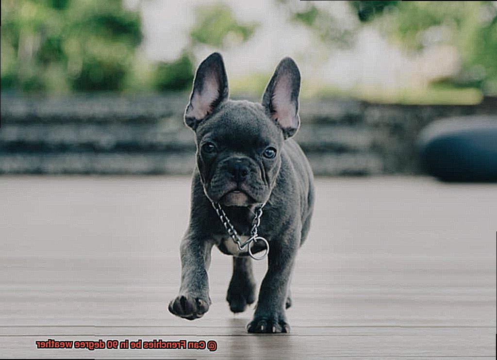 Can Frenchies be in 90 degree weather-3