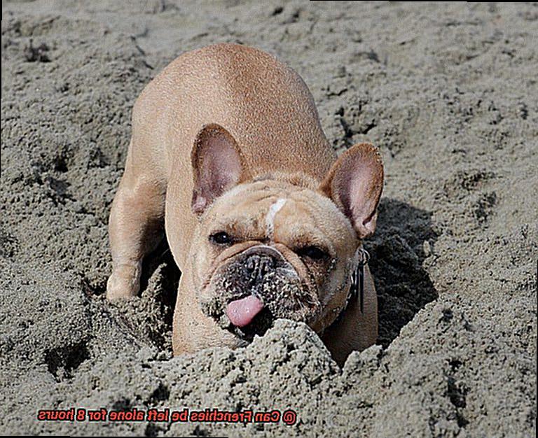 Can Frenchies be left alone for 8 hours-2