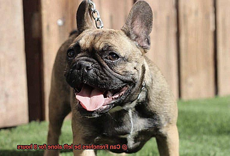 Can Frenchies be left alone for 8 hours-3