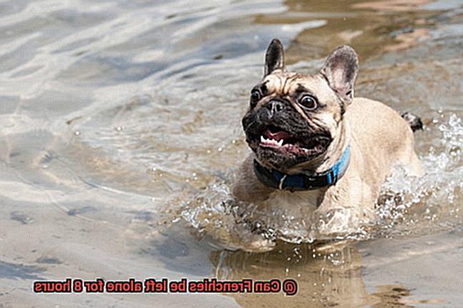 Can Frenchies be left alone for 8 hours-4