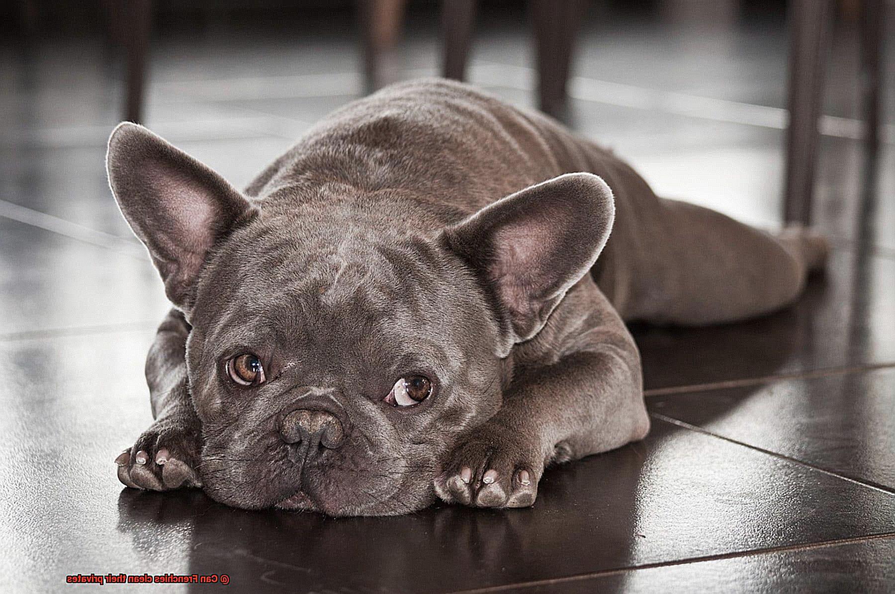 Can Frenchies clean their privates-2